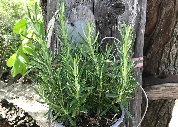 Zur Neuen Post Landgasthof ゲストハウス Herzogsreut